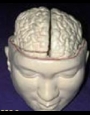 Anatomy model - human head with brain