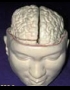 Anatomy model - human head with brain