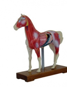 Anatomy model - horse
