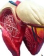 Anatomy model - dog heart 