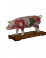 Anatomy model - pig