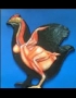 Anatomy model - chicken female muscle