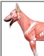 Anatomy model - dog muscle