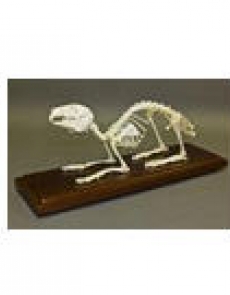 Skeleton Rabbit skeleton