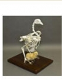 Skeleton Chicken skeleton