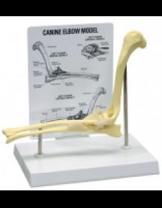 Anatomy model - Osteological Veterinary Models, Canine (Dog) Elbow