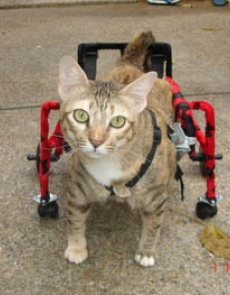 Wheel chair - cat