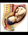Anatomy model - pregnant woman with baby 